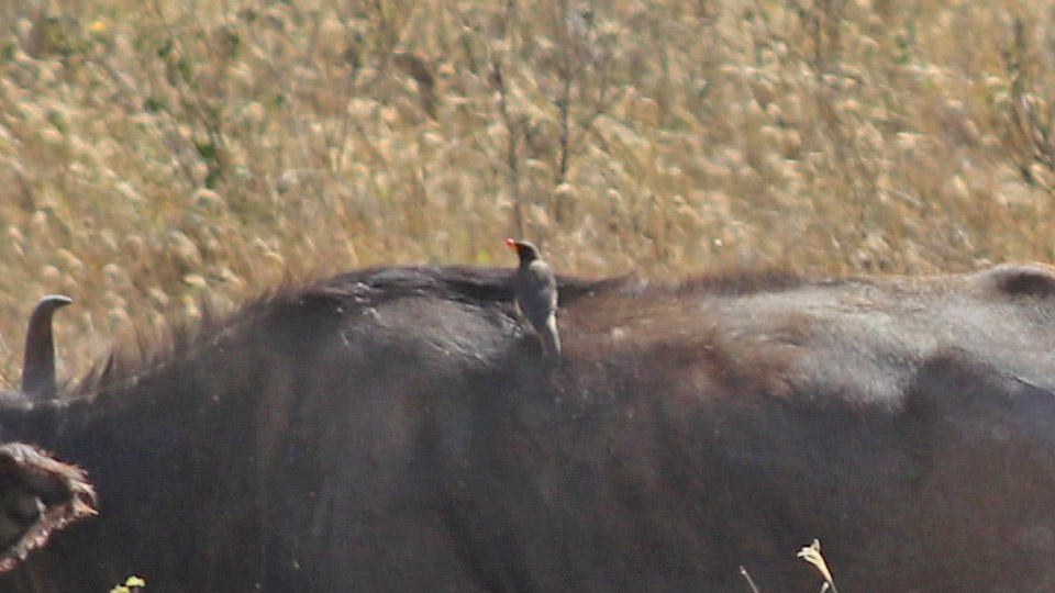 Yellow-billed Oxpecker