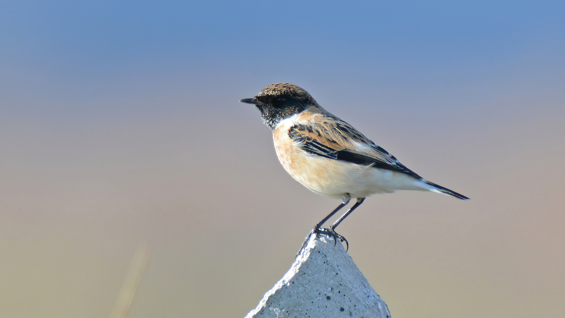 Siberian Stonechat