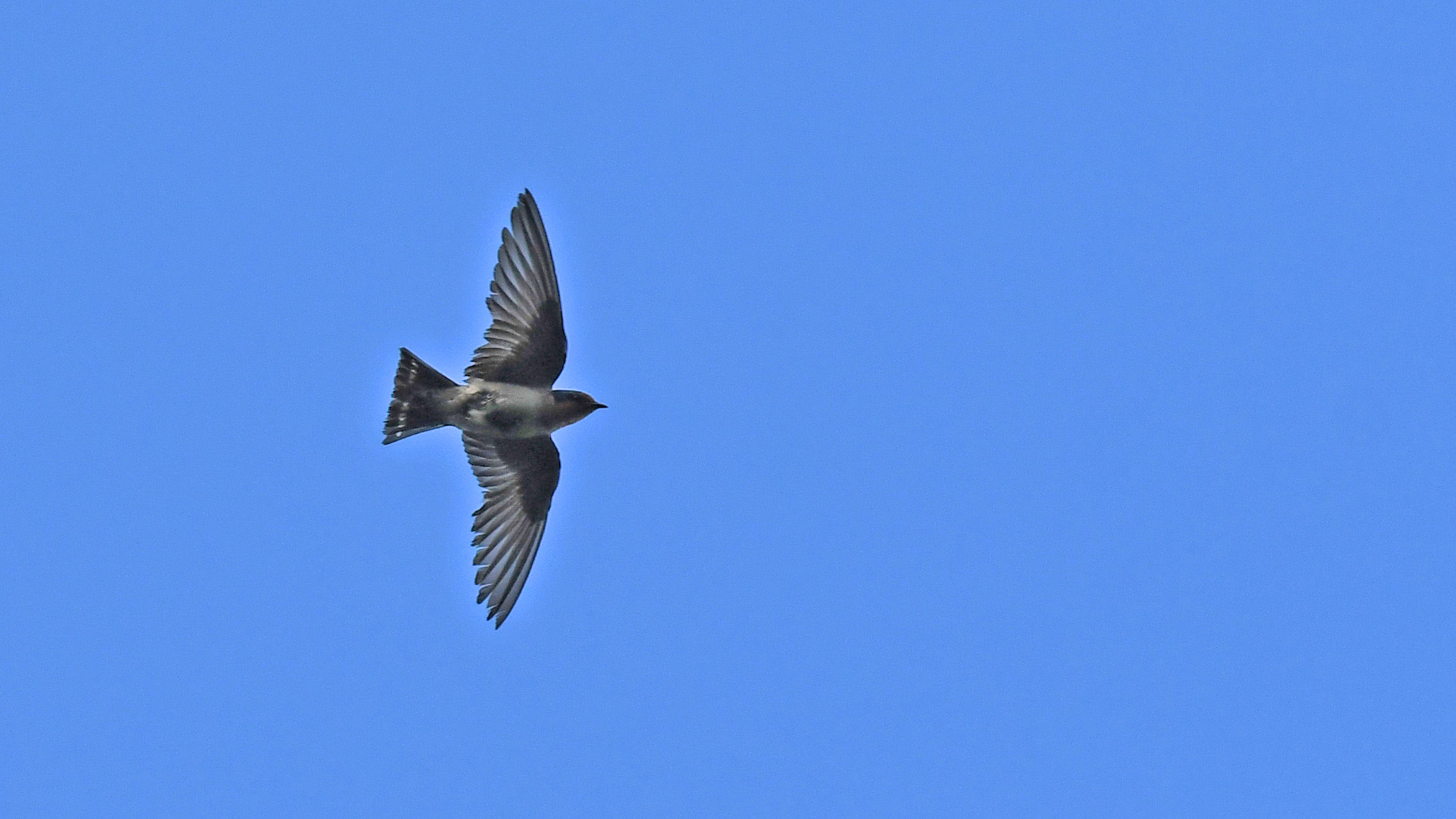 Pacific Swallow