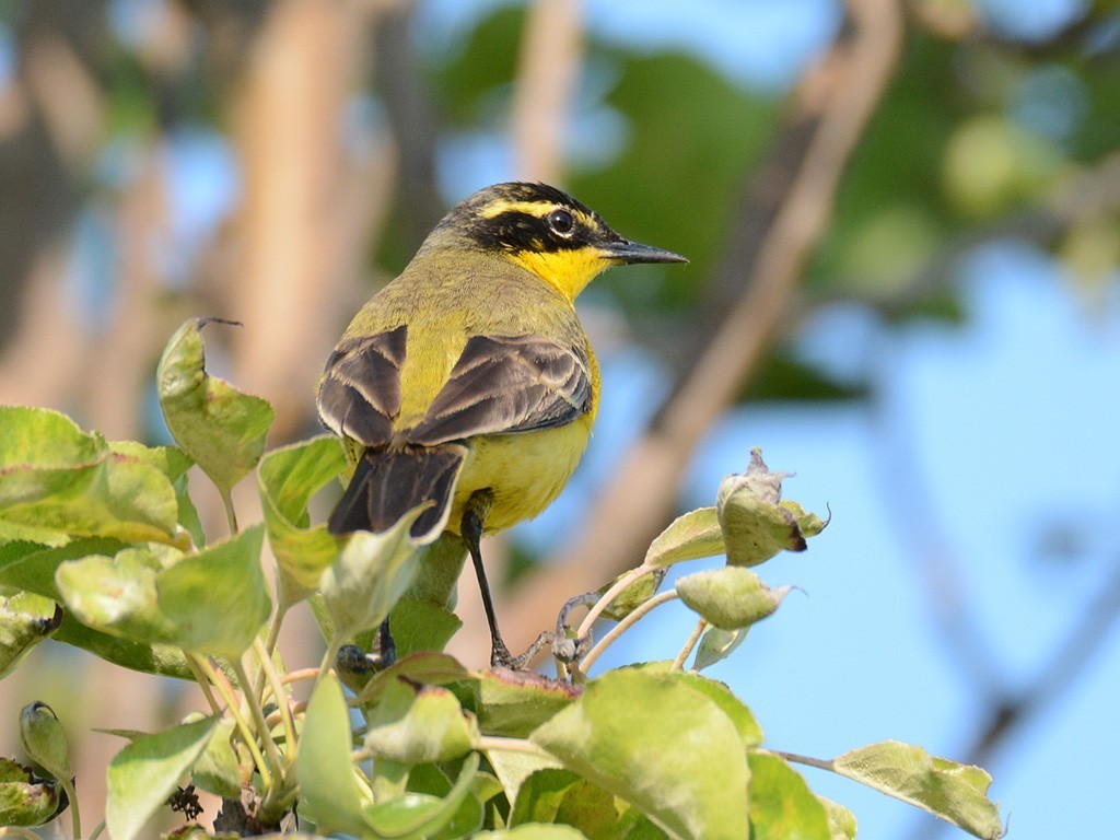 Western Yellow Wagtail