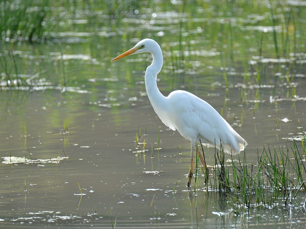 Great Egret