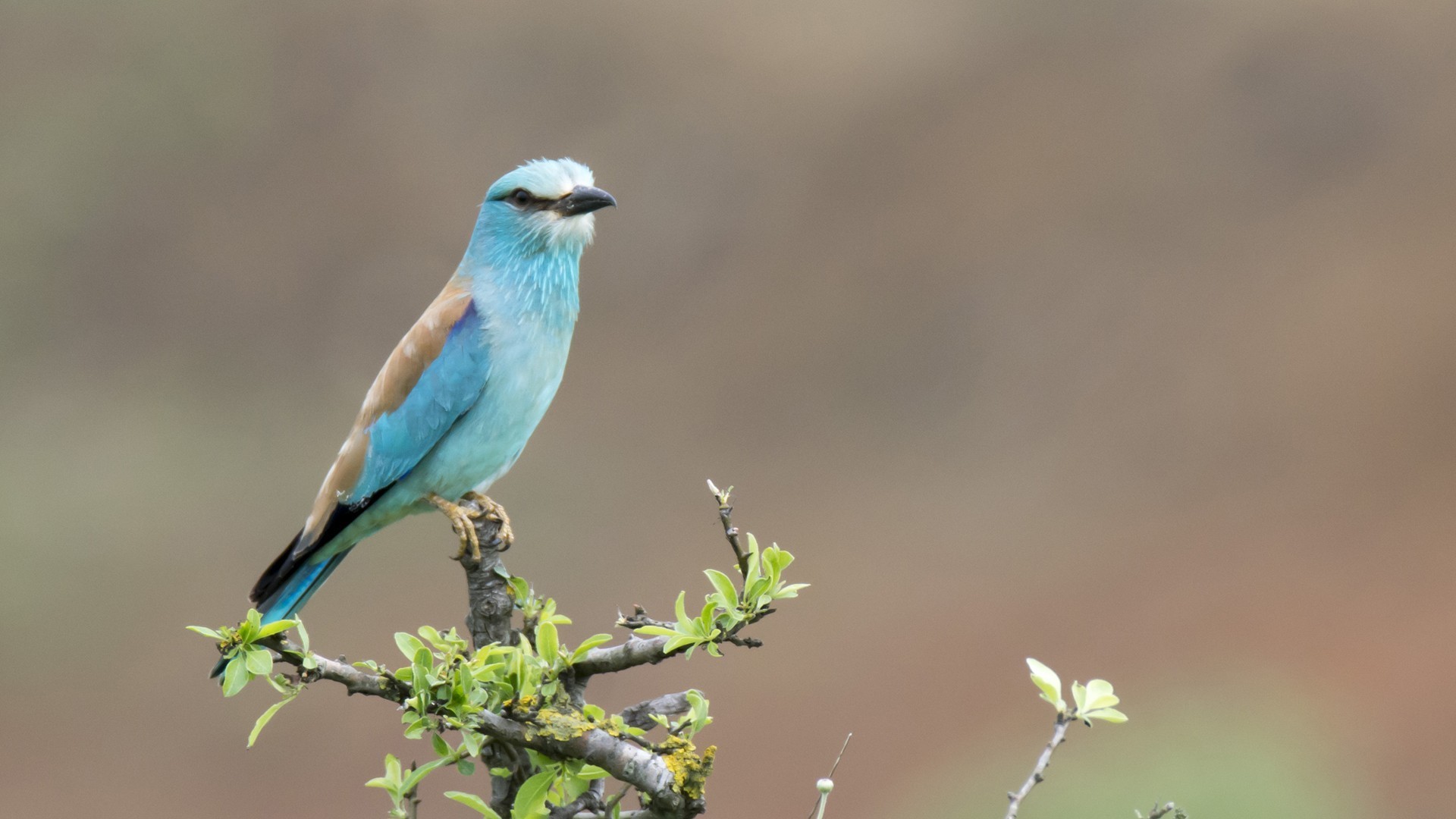 European Roller
