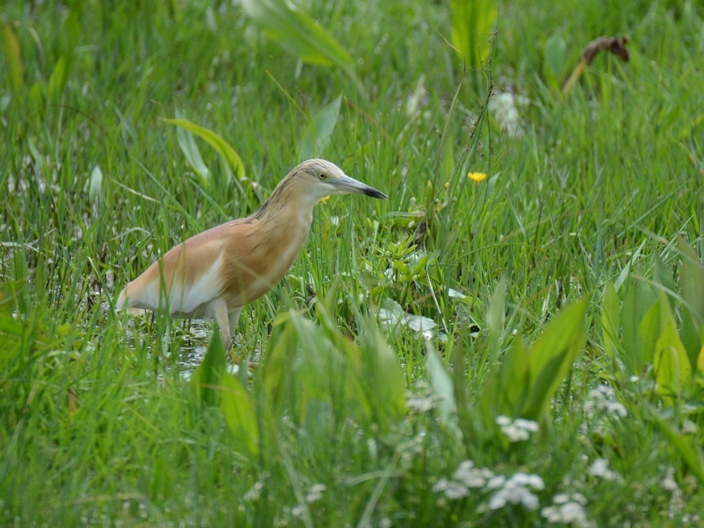 Squacco Heron