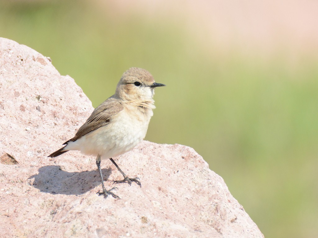 Isabelline Wheatear