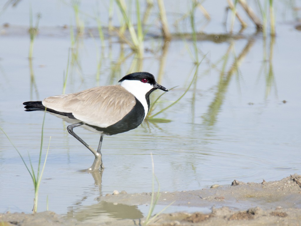 Spur-winged Lapwing