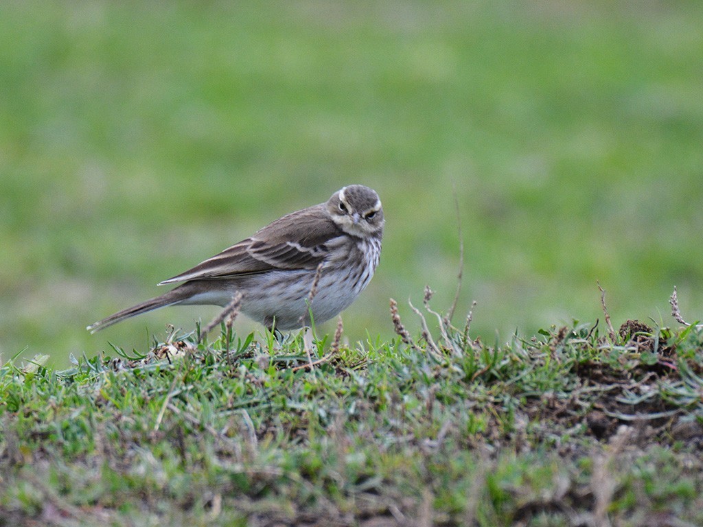 Water Pipit
