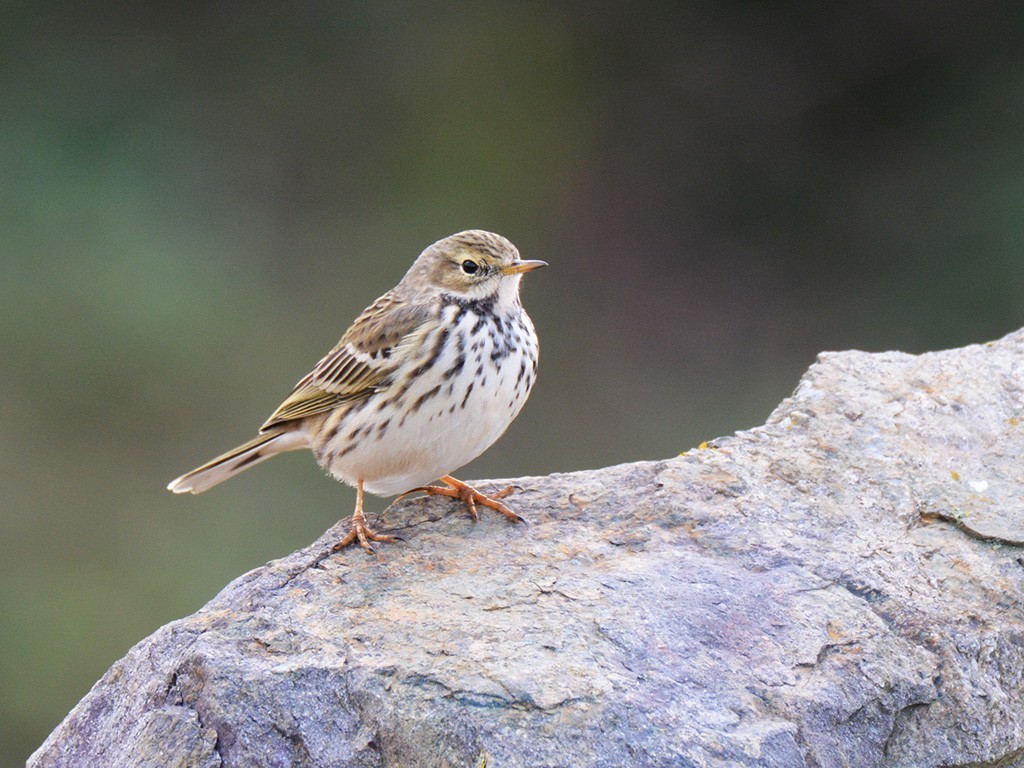 Meadow Pipit