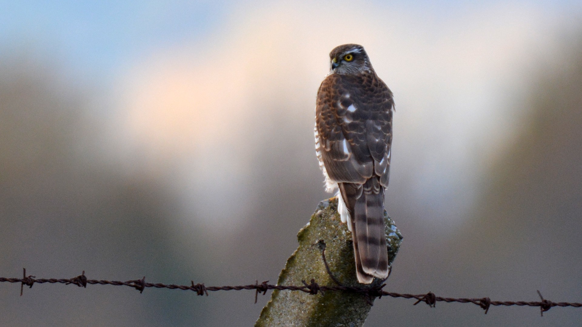 Eurasian Sparrowhawk