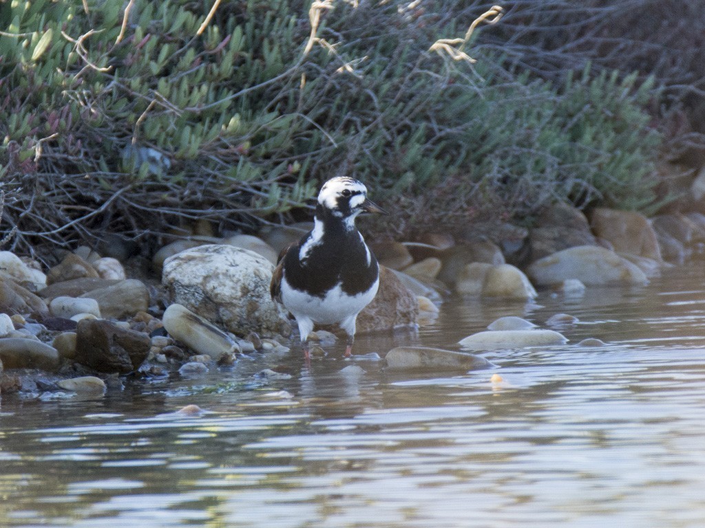 Ruddy Turnstone