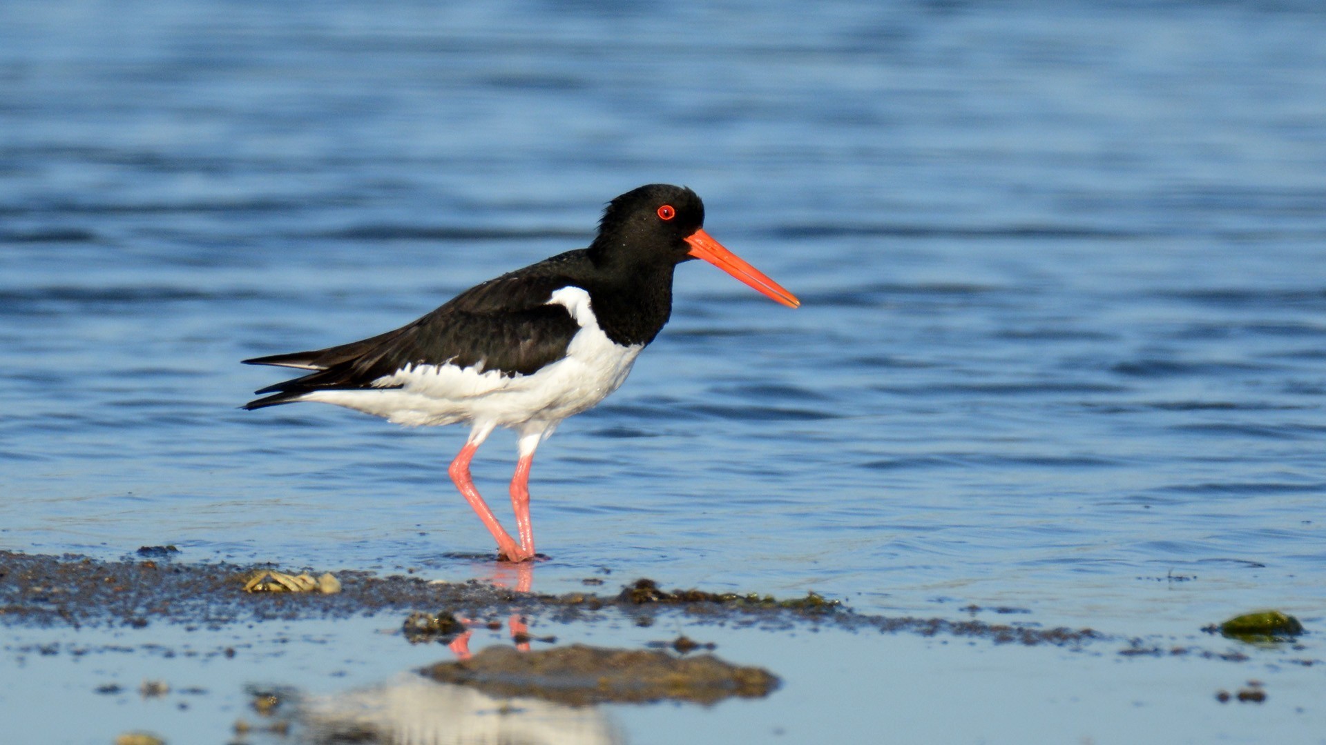 Eurasian Oystercatcher