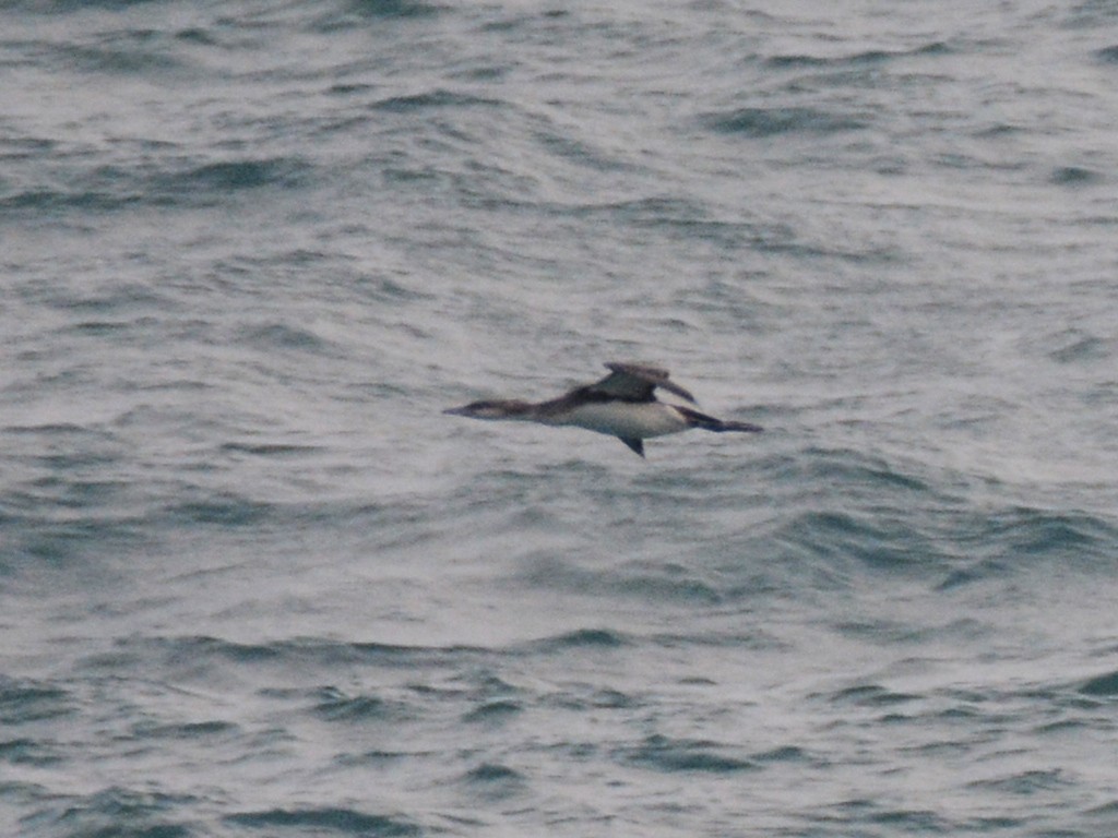 Arctic Loon