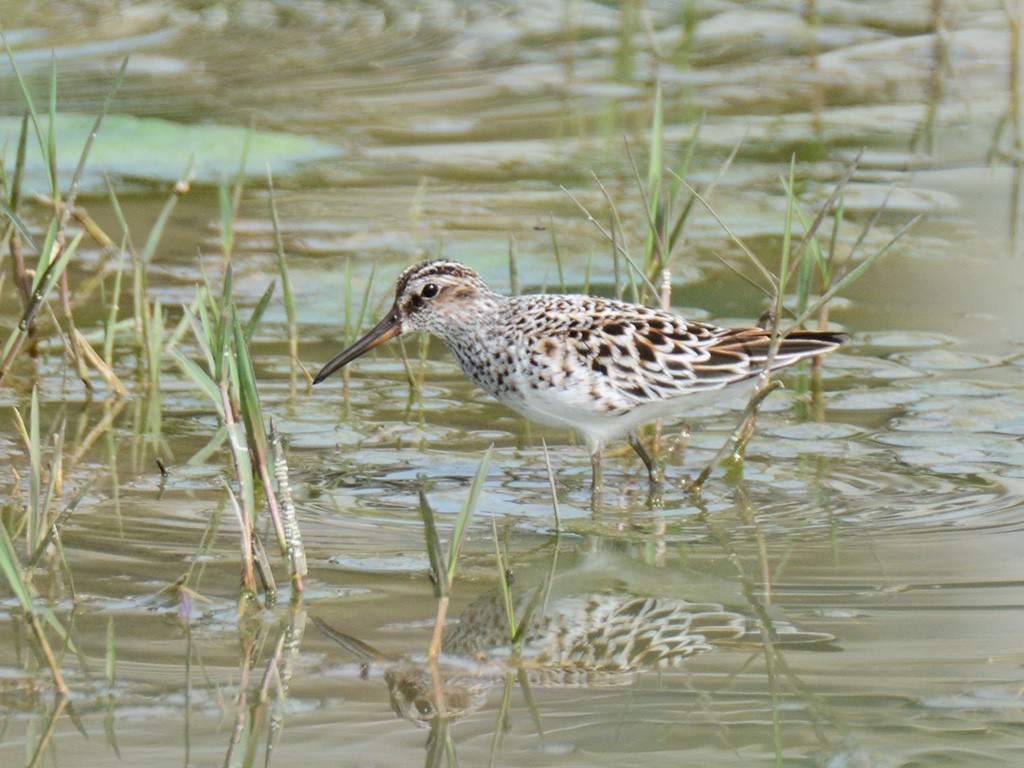 Broad-billed Sandpiper
