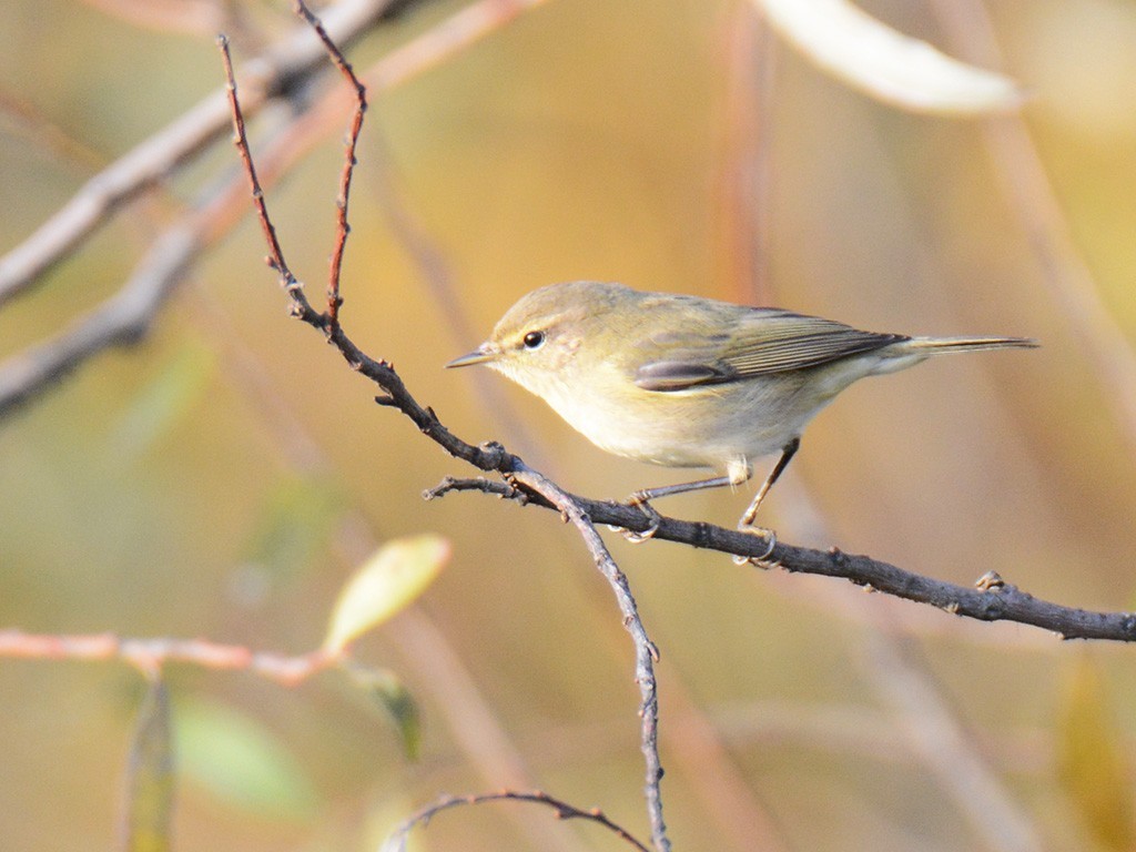 Common Chiffchaff
