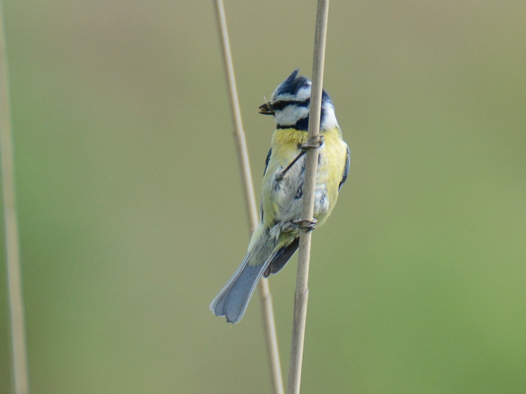 Eurasian Blue Tit