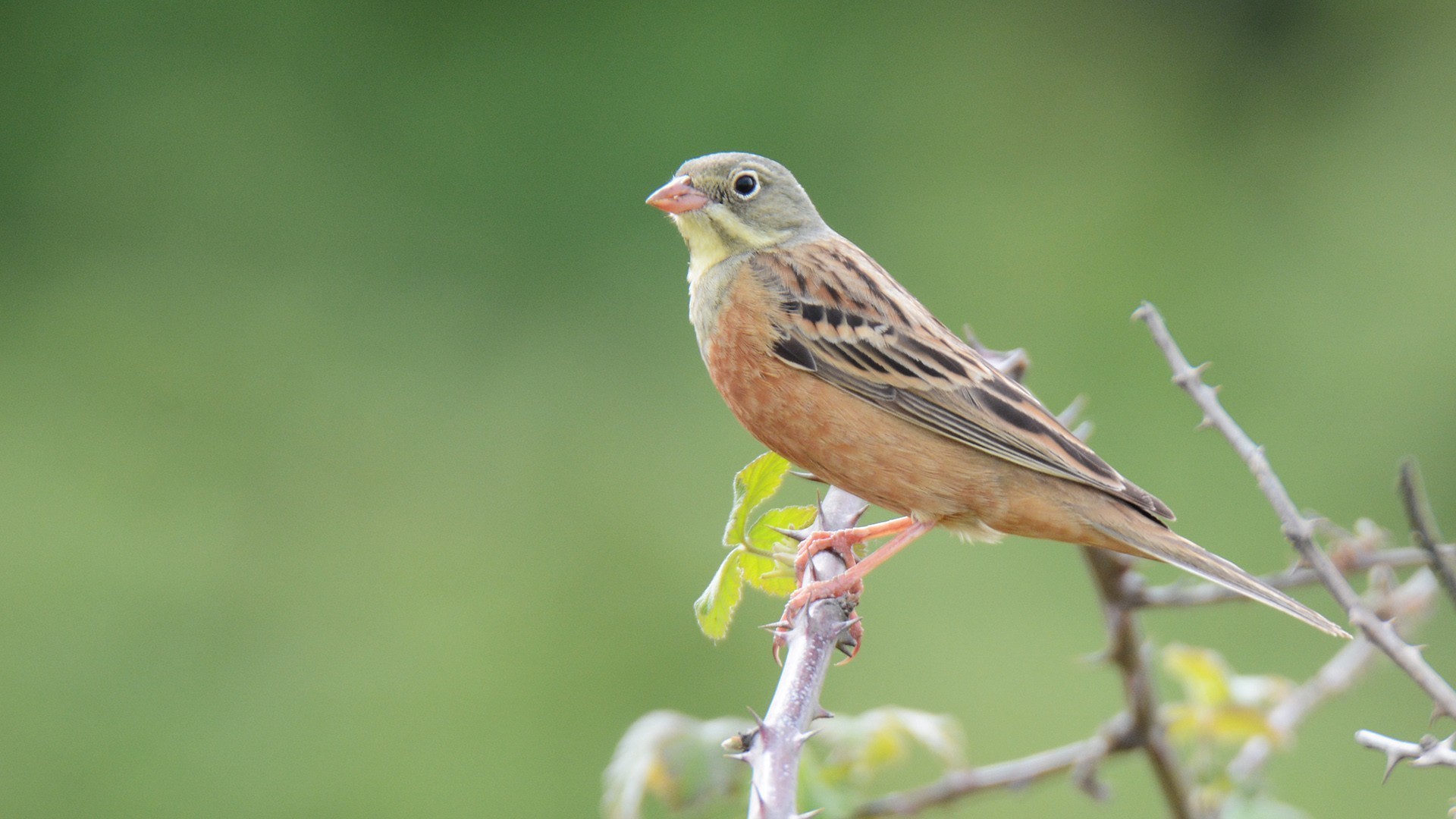 Ortolan Bunting