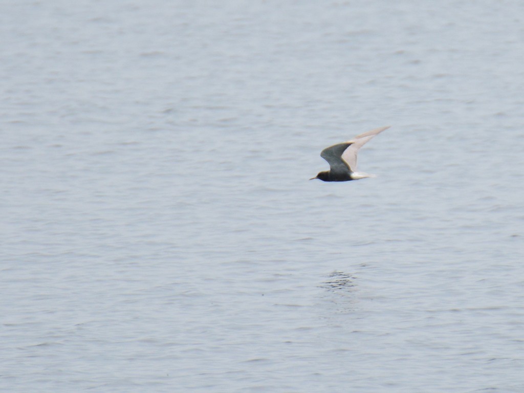 Black Tern