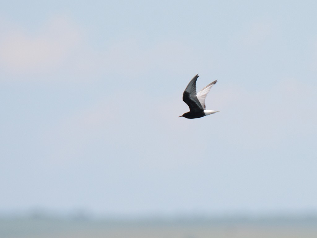 White-winged Tern