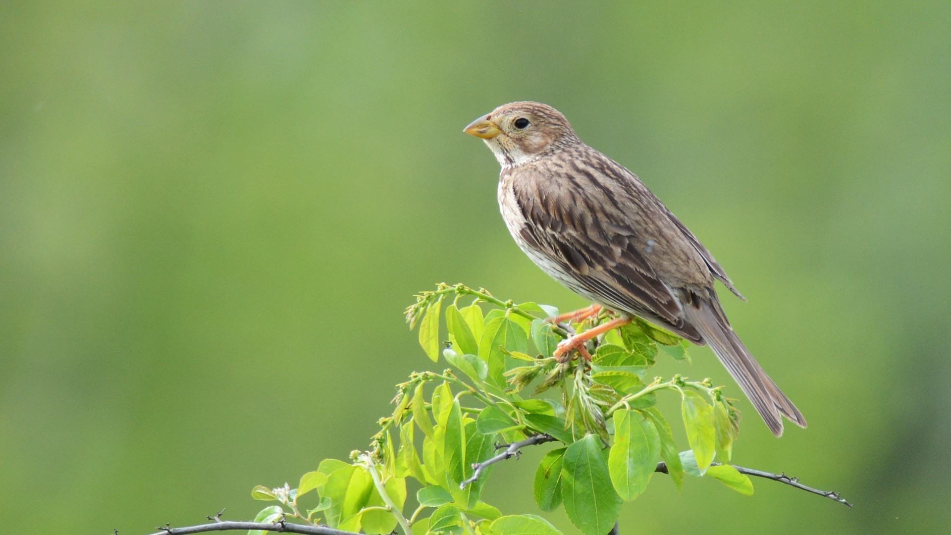 Corn Bunting