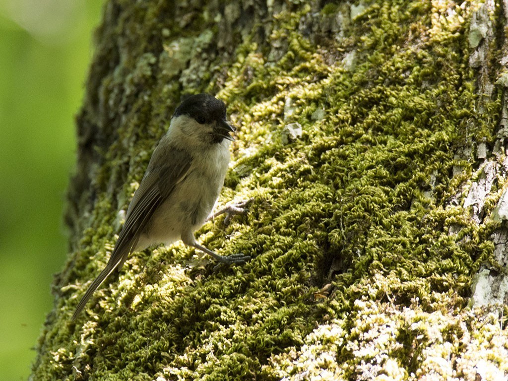 Marsh Tit