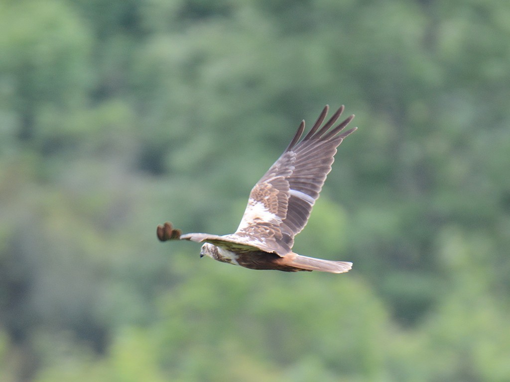 Eurasian Marsh-Harrier