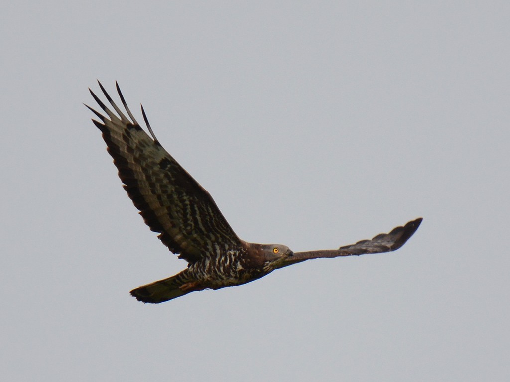 European Honey-buzzard — Ana fotoğraf