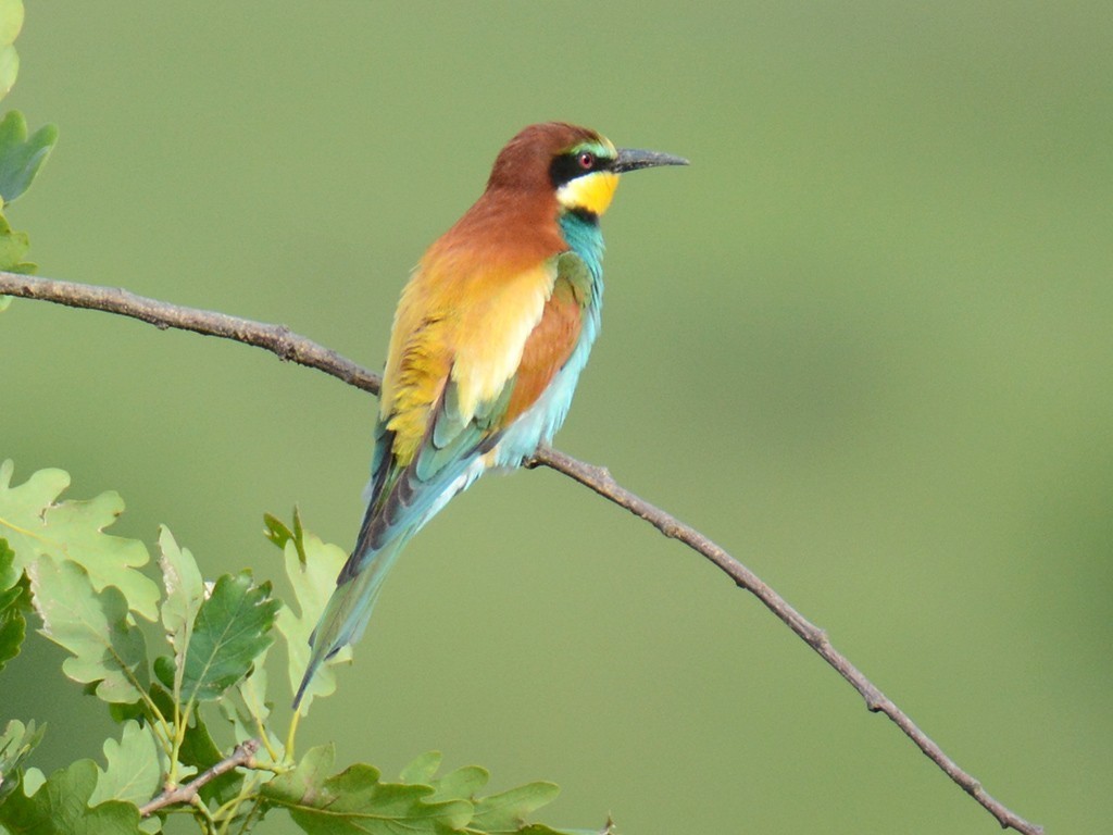 European Bee-eater