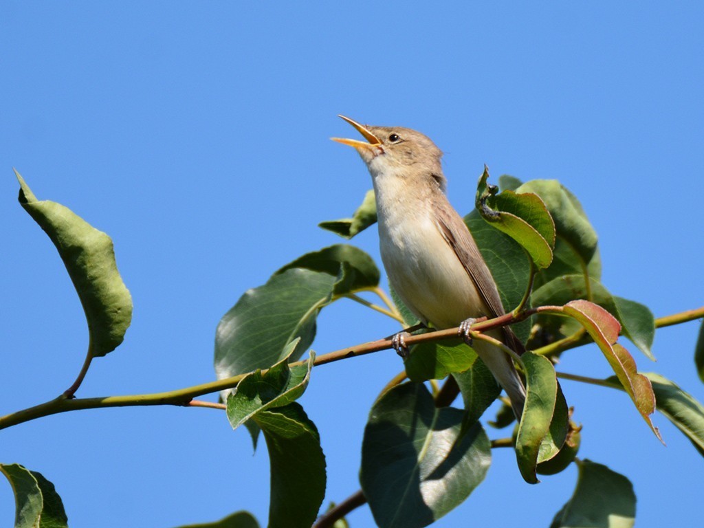 Eastern Olivaceous Warbler