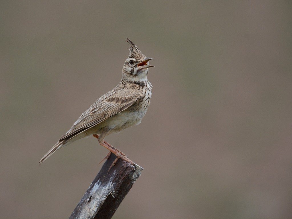 Crested Lark