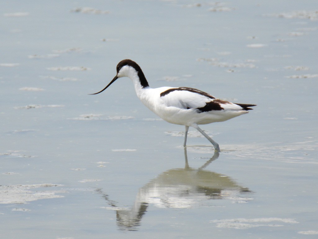 Pied Avocet