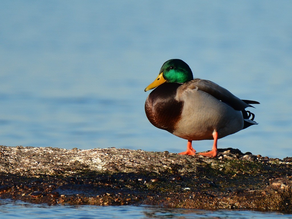 Mallard