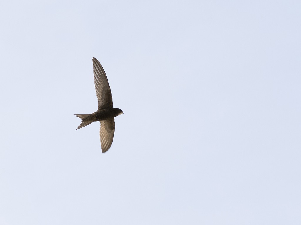 Common Swift — Ana fotoğraf