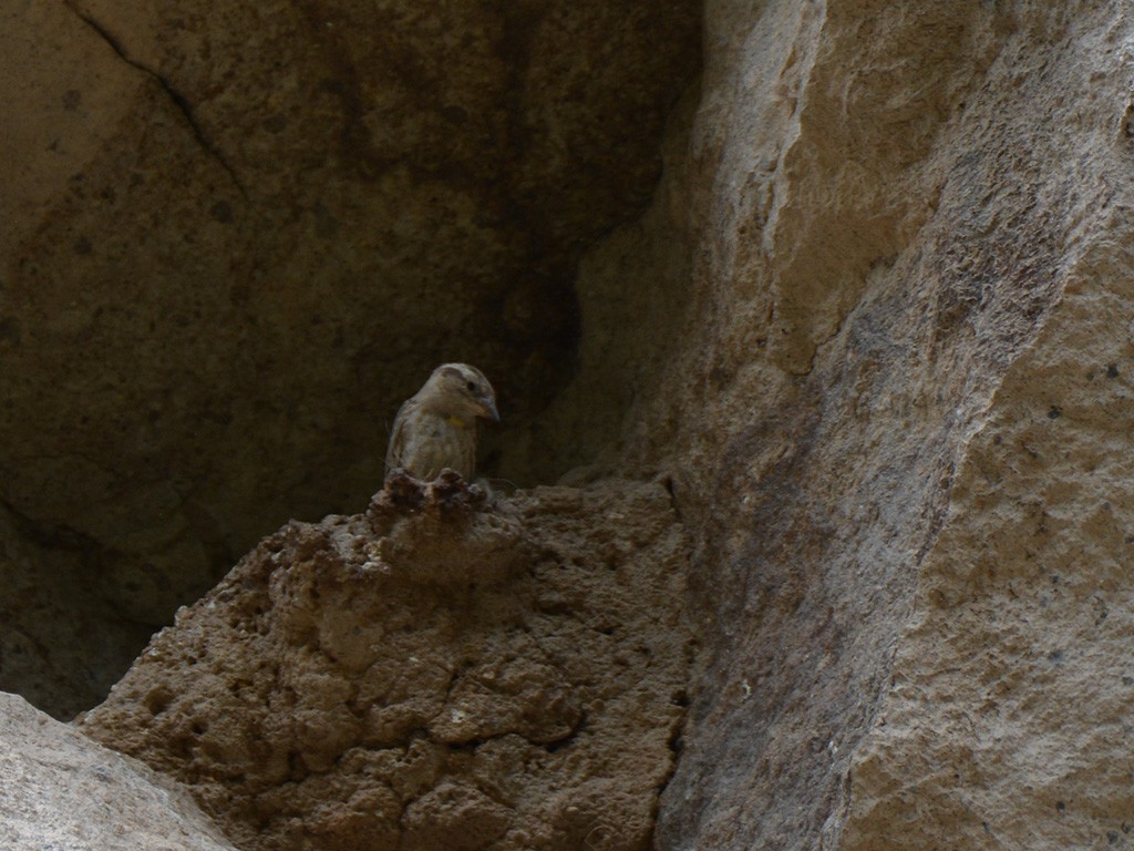 Rock Sparrow