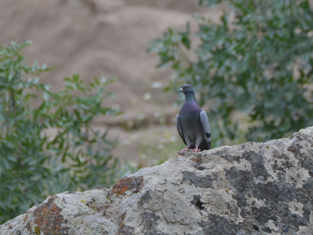 Rock Pigeon