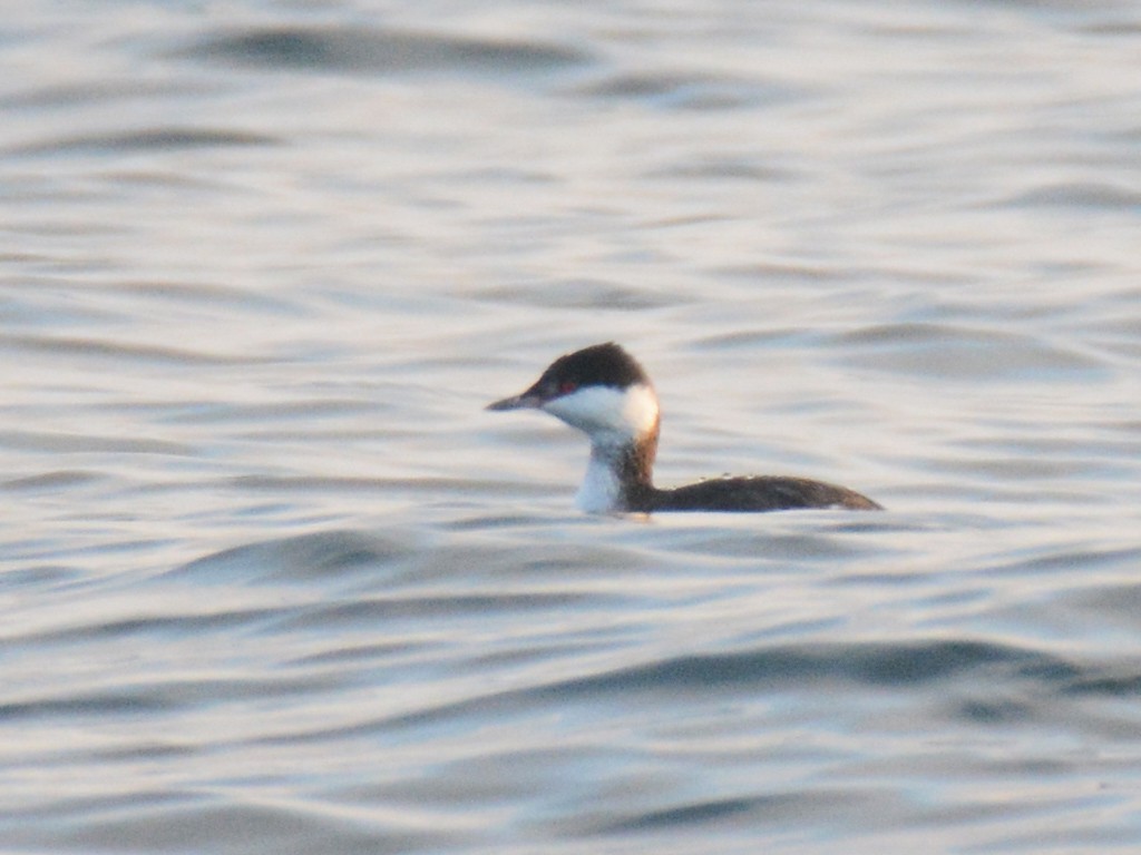 Horned Grebe