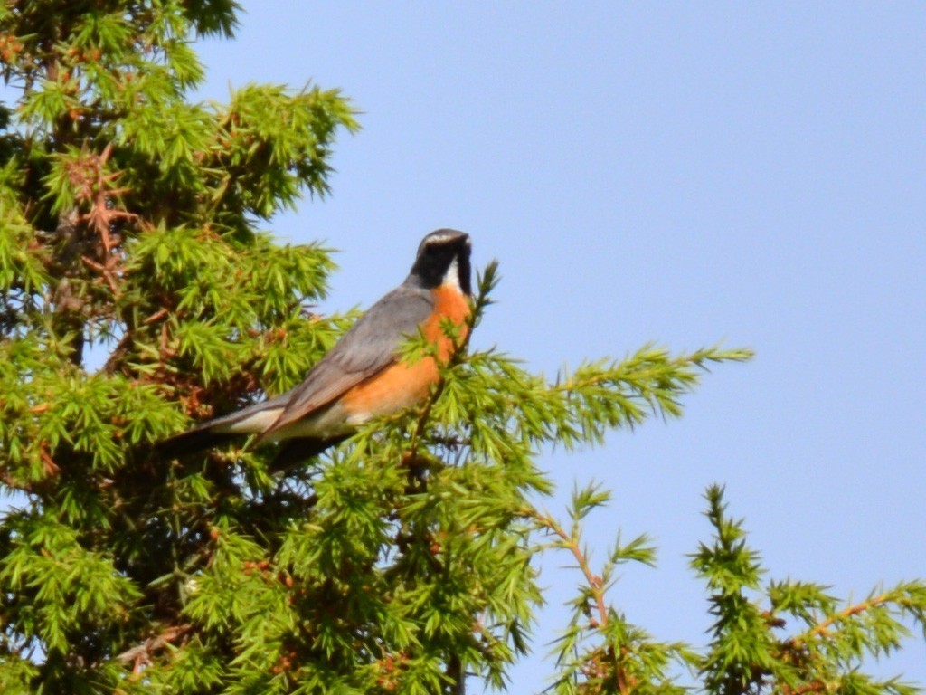 White-throated Robin