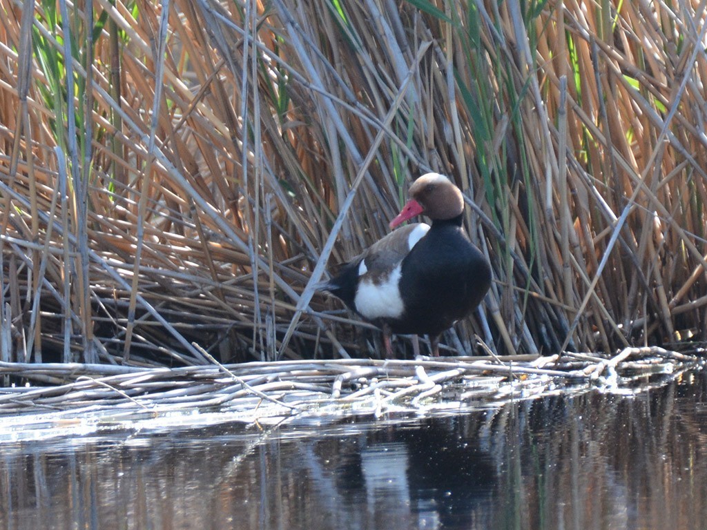 Red-crested Pochard