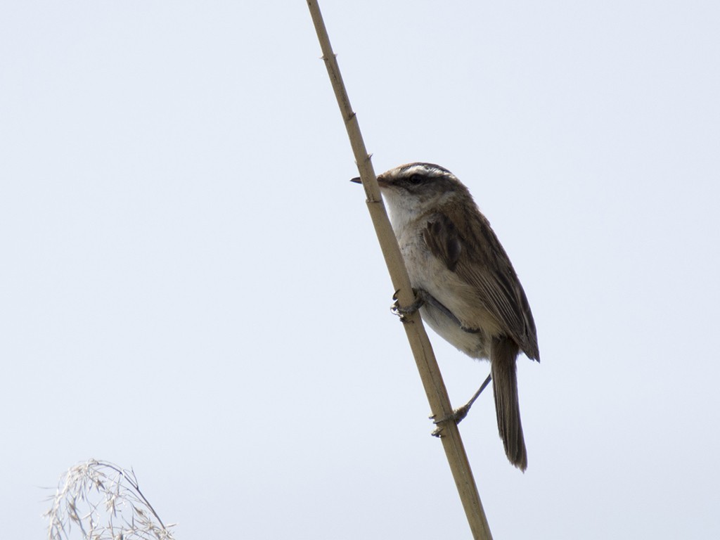Moustached Warbler