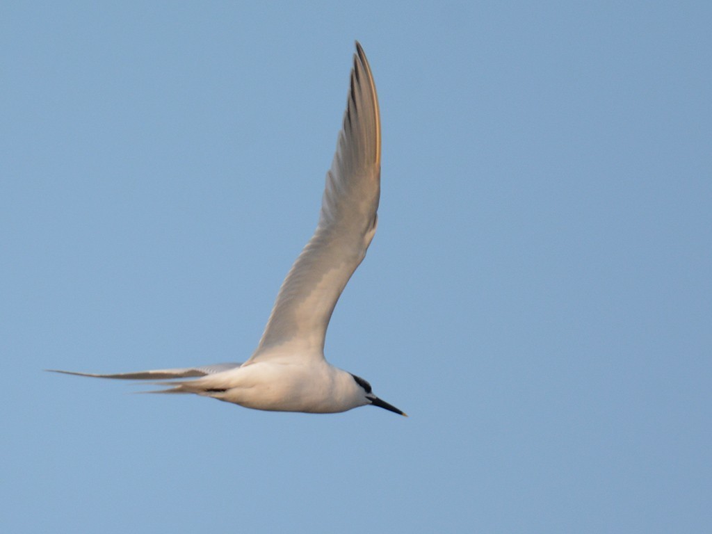 Sandwich Tern