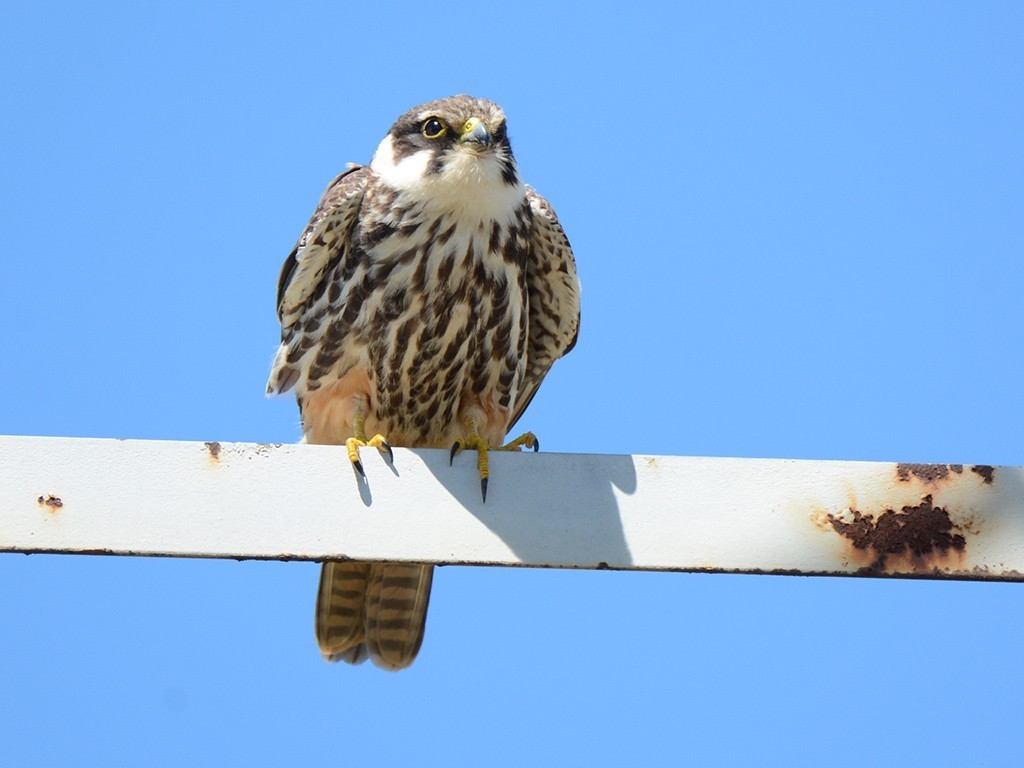 Eurasian Hobby
