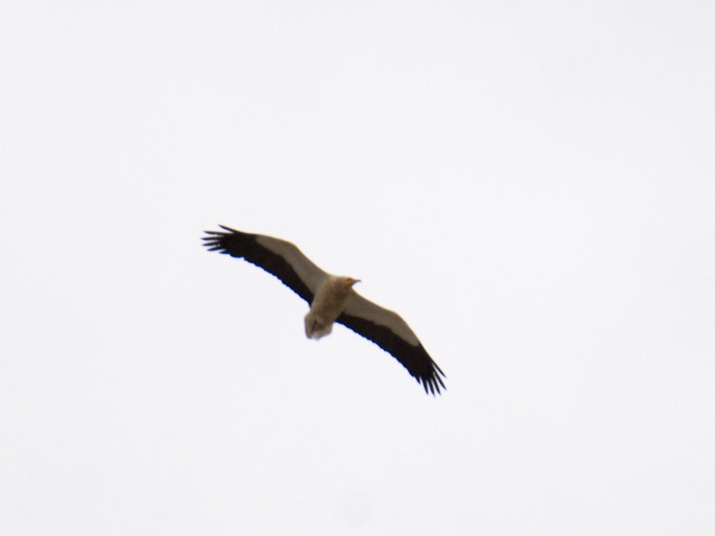 Egyptian Vulture
