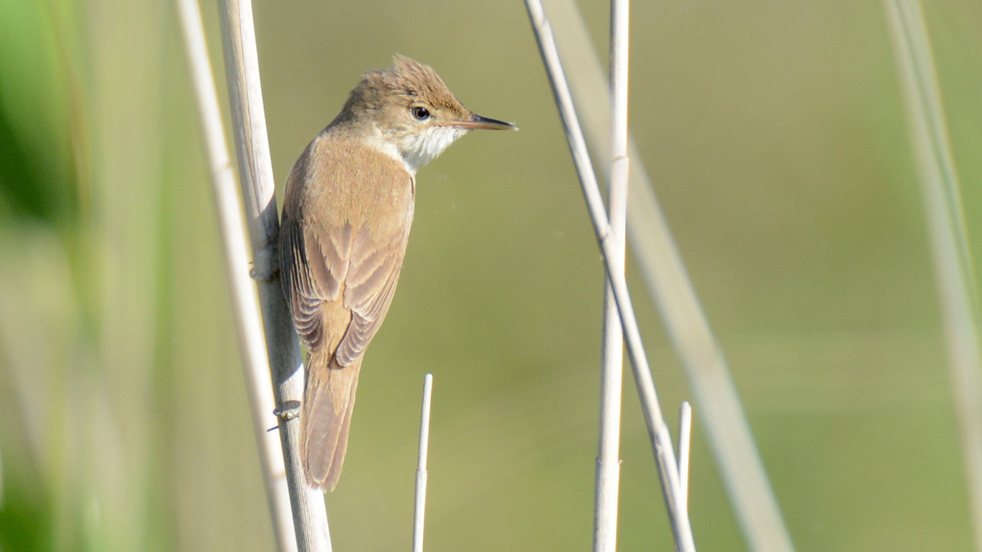 Eurasian Reed Warbler