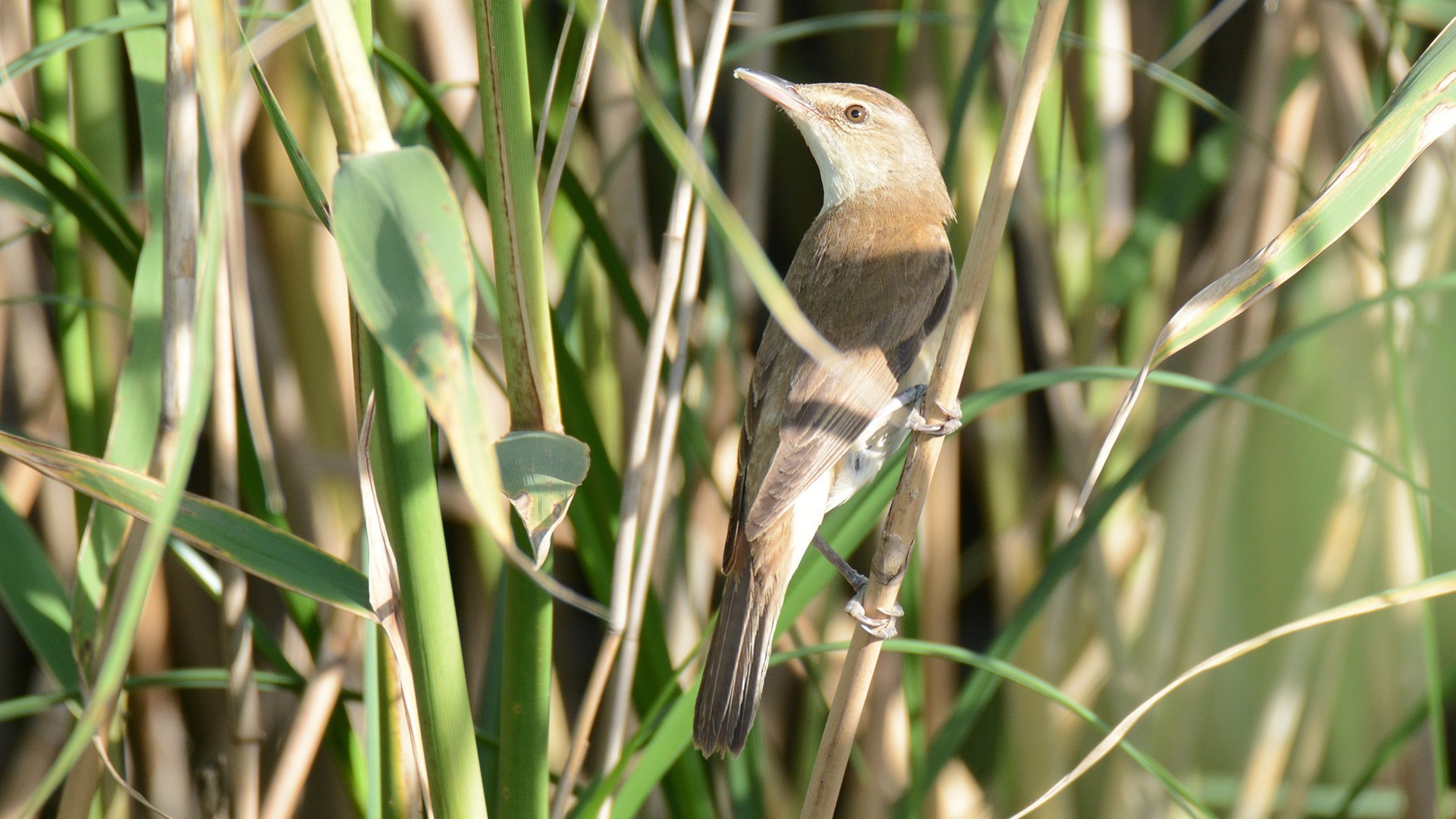 Great Reed Warbler