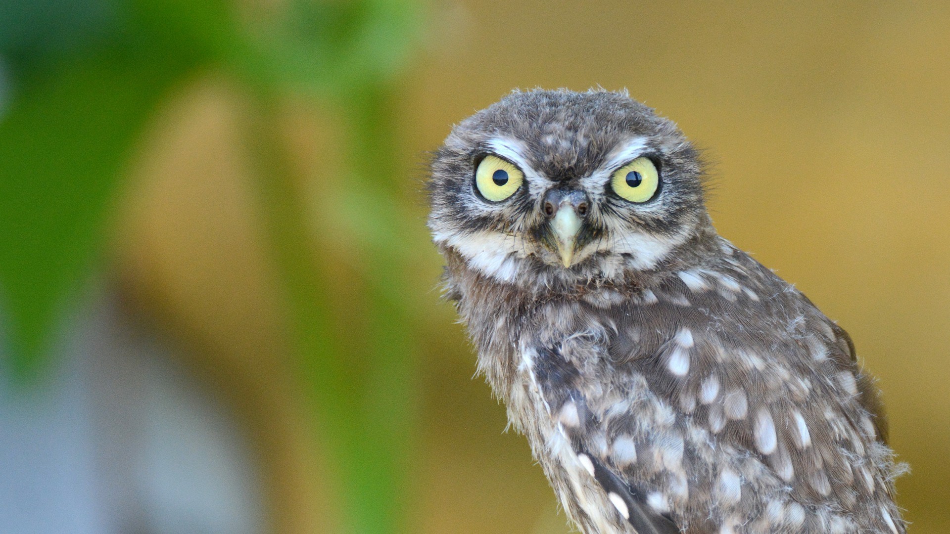 Little Owl