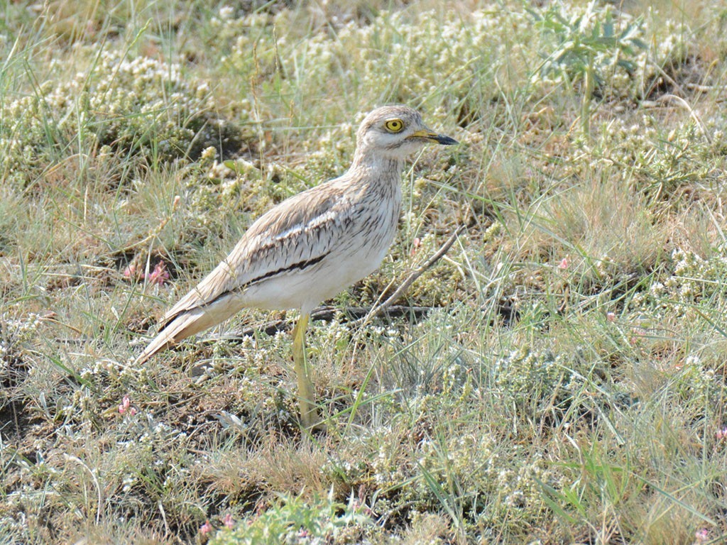 Eurasian Thick-knee