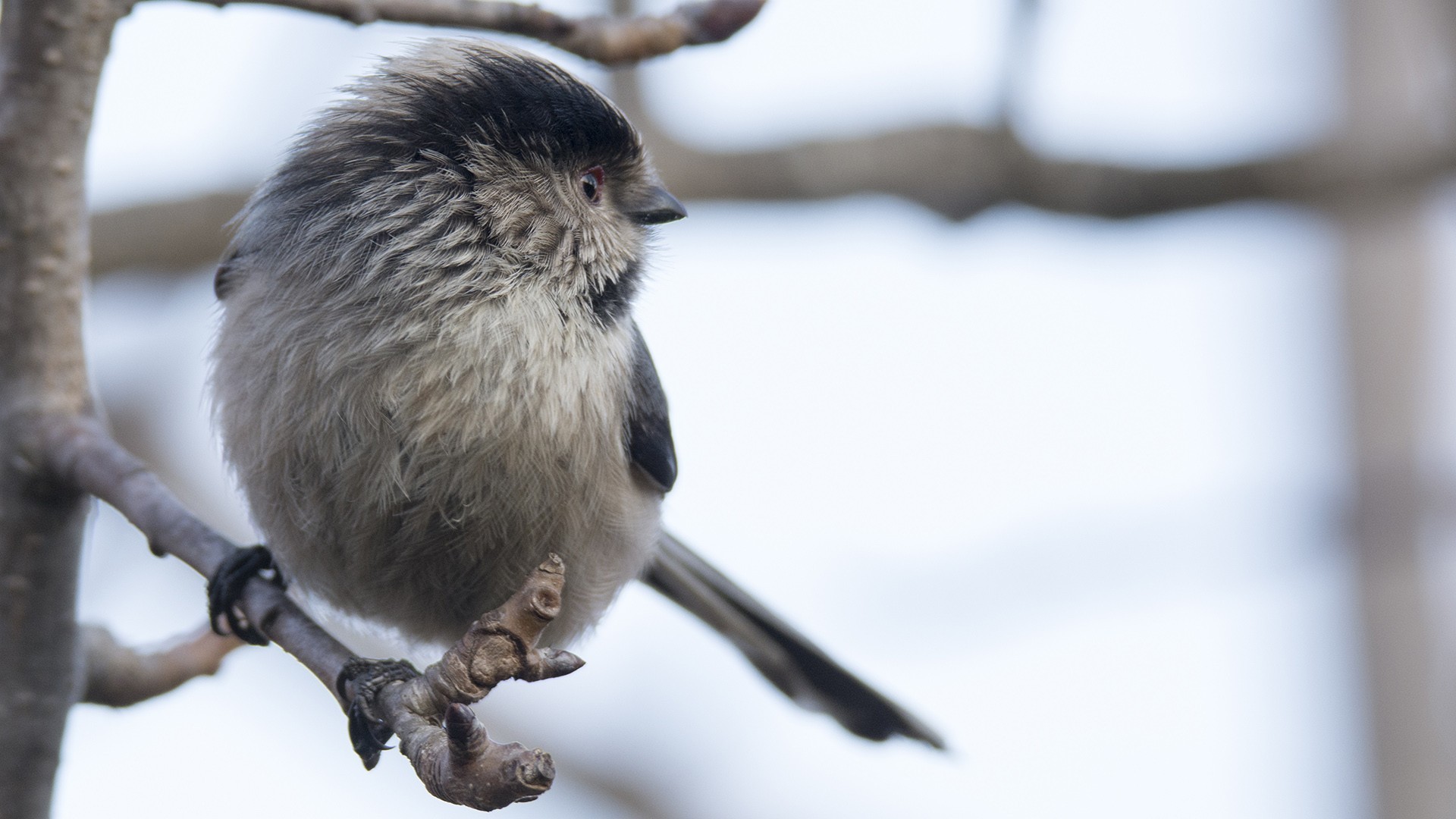 Long-tailed Tit