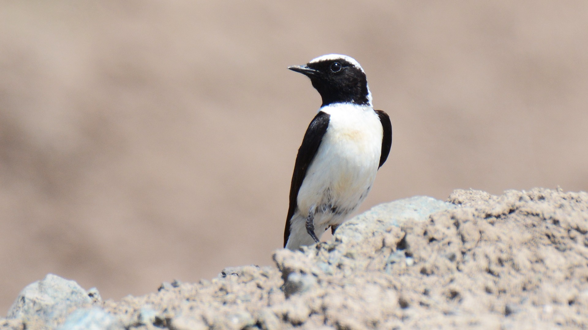 Black-eared Wheatear