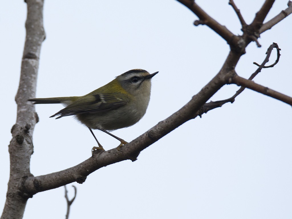 Common Firecrest