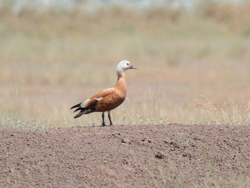 Ruddy Shelduck