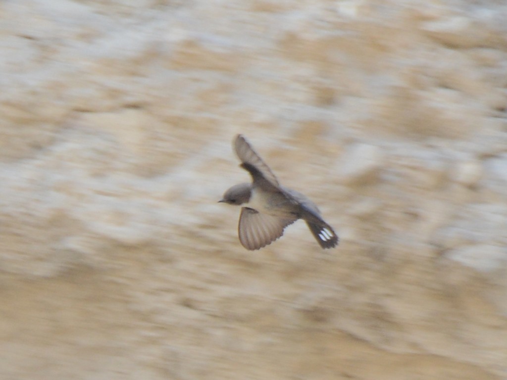 Eurasian Crag-Martin