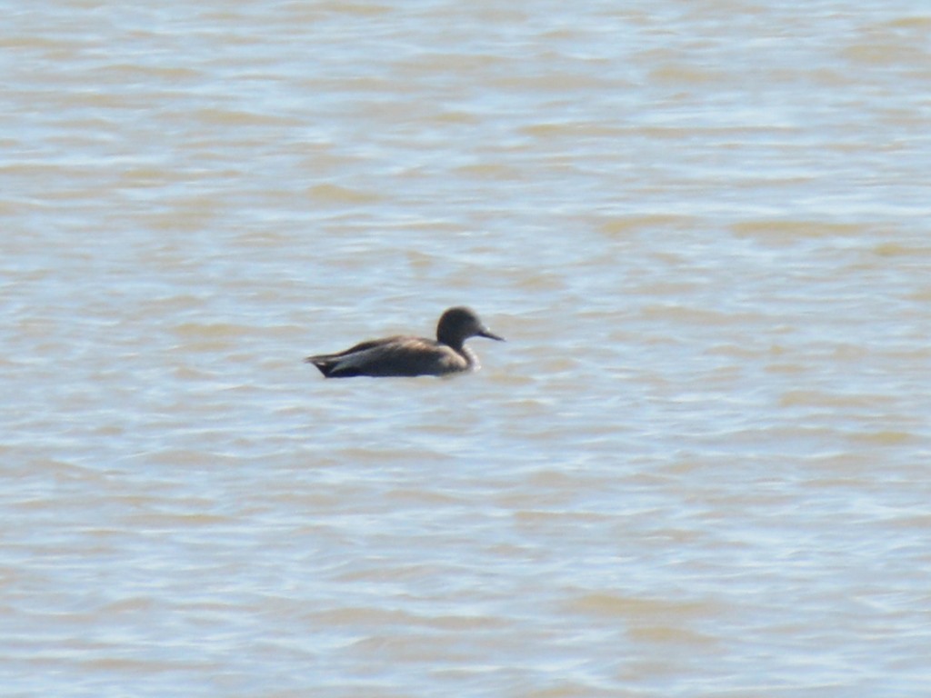 Gadwall